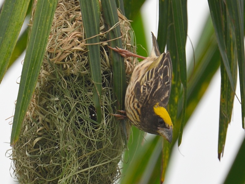 Birds of South East Asia