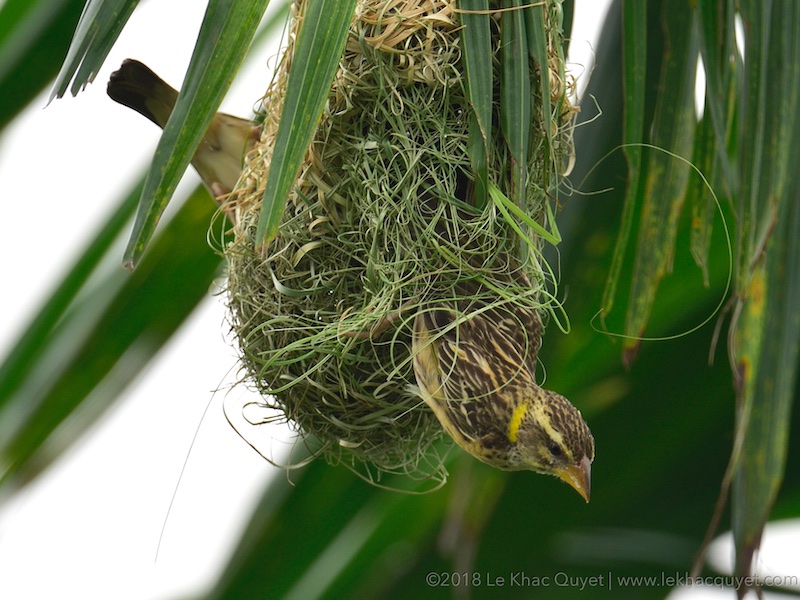 Birds of South East Asia