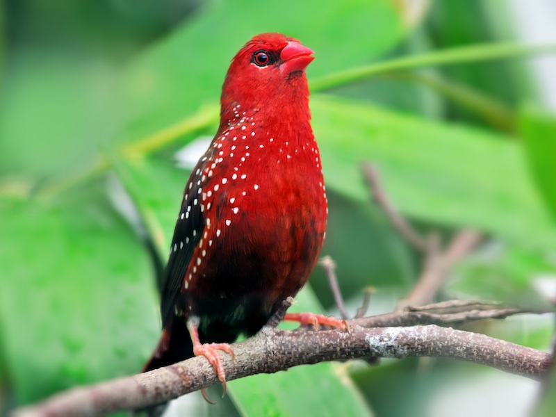 Birds of South East Asia