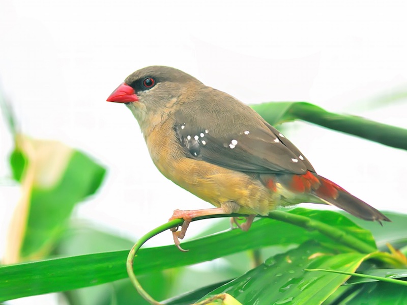 Birds of South East Asia