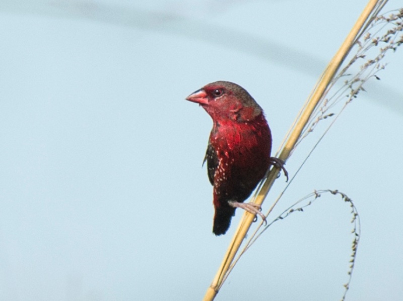 Birds of South East Asia