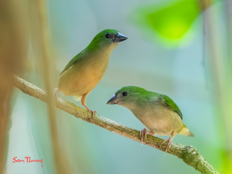 Birds of South East Asia