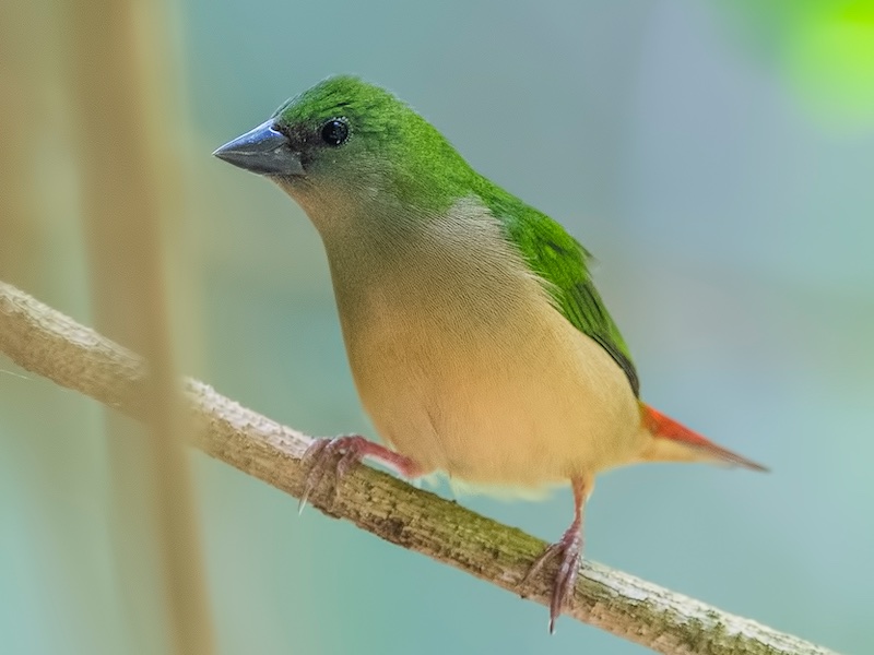 Birds of South East Asia