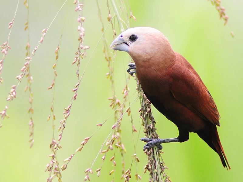 Birds of South East Asia