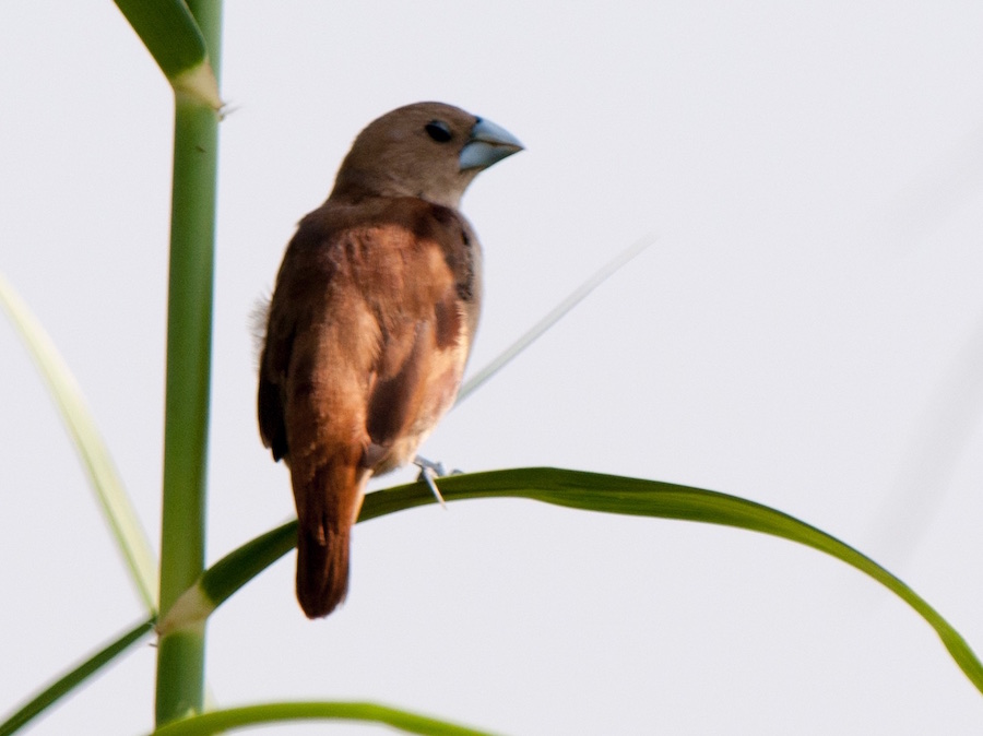 Birds of South East Asia
