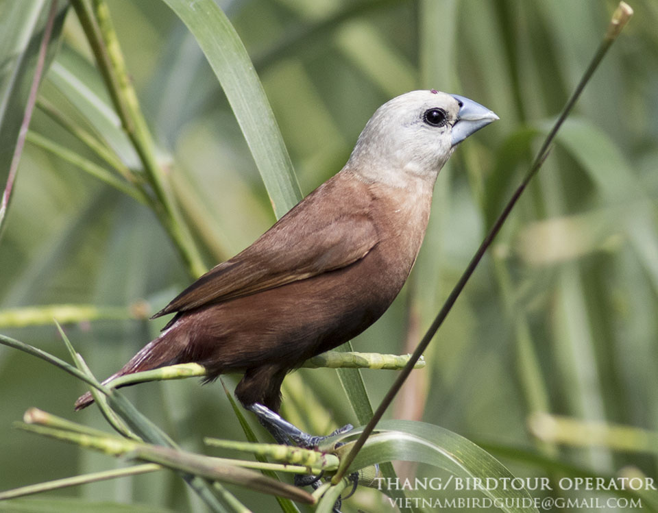 Birds of South East Asia