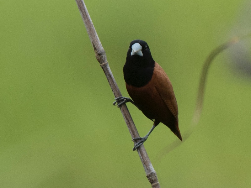 Birds of South East Asia