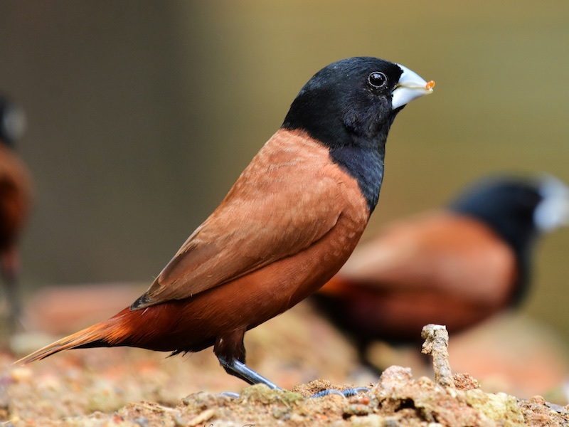 Birds of South East Asia