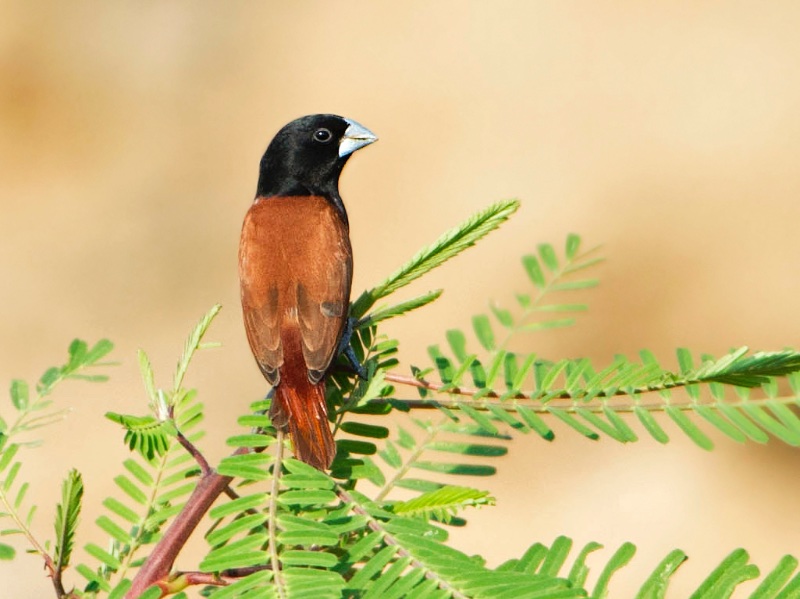 Birds of South East Asia