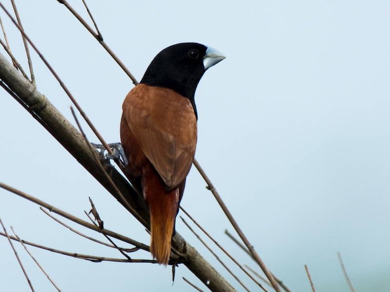 Birds of South East Asia