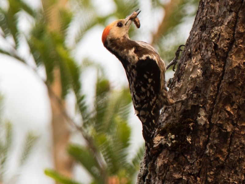 Birds of South East Asia