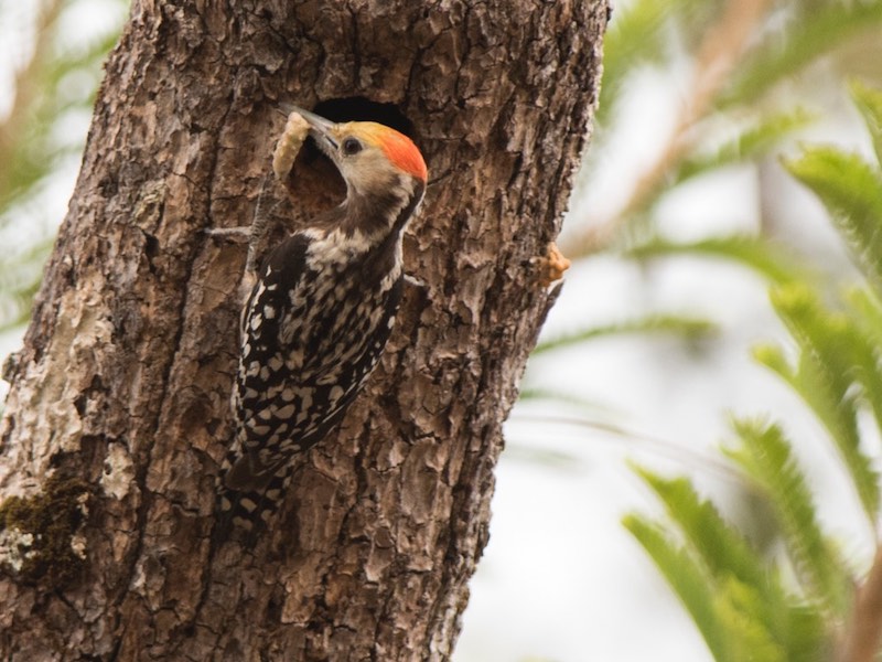 Birds of South East Asia
