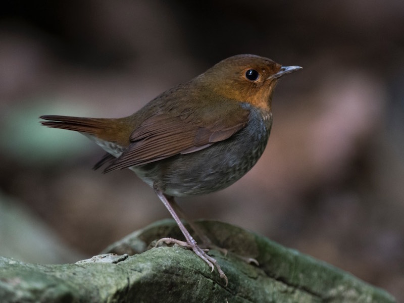 Birds of South East Asia