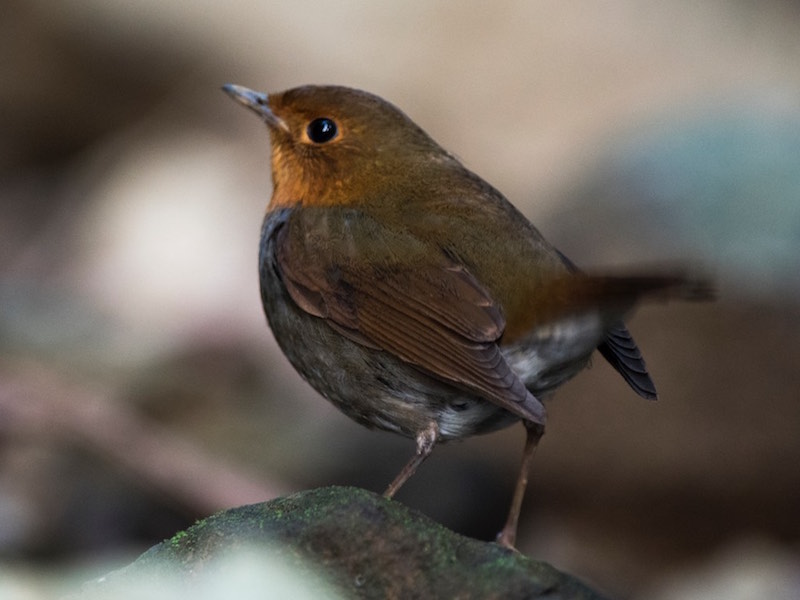 Birds of South East Asia