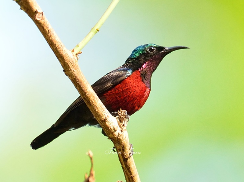 Birds of South East Asia