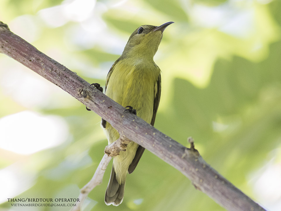 Birds of South East Asia