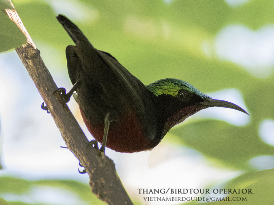 Birds of South East Asia