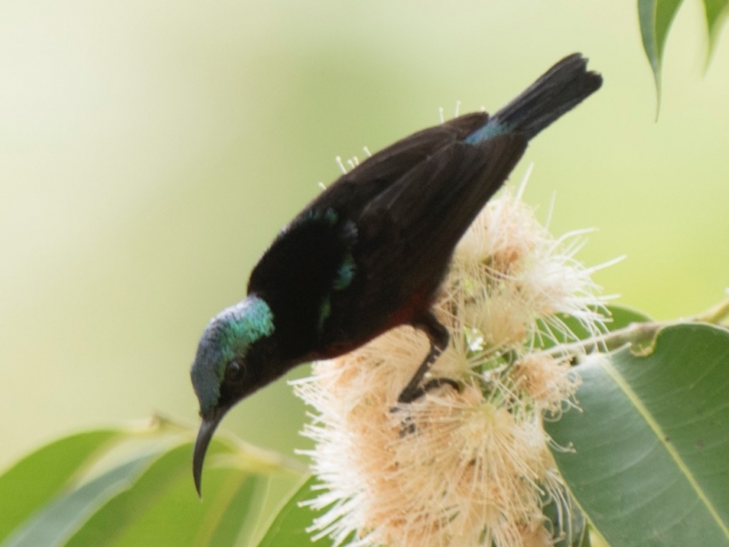 Birds of South East Asia