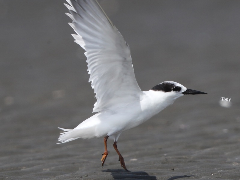 Birds of South East Asia