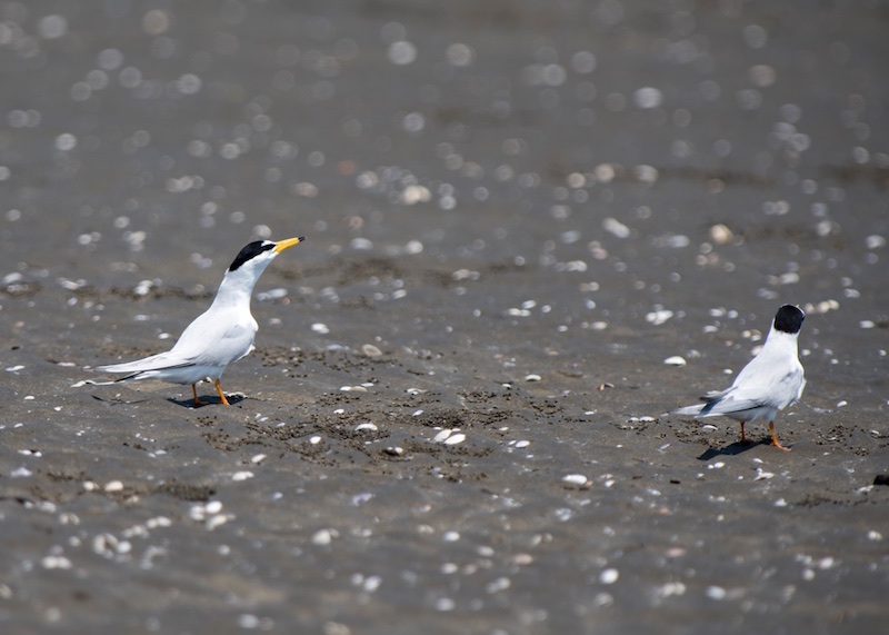 Birds of South East Asia