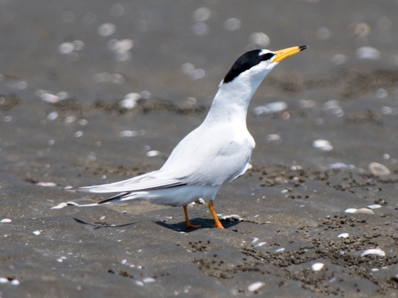 Birds of South East Asia