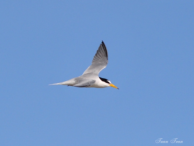 Birds of South East Asia