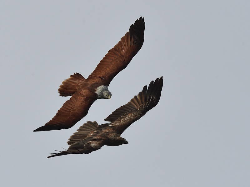 Birds of South East Asia
