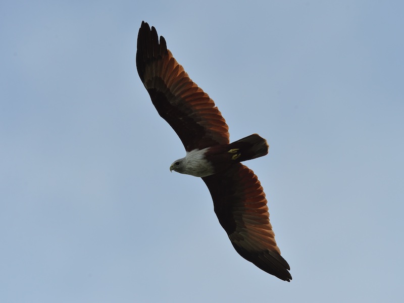 Birds of South East Asia