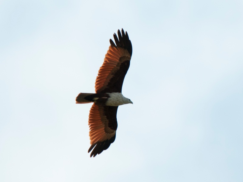 Birds of South East Asia