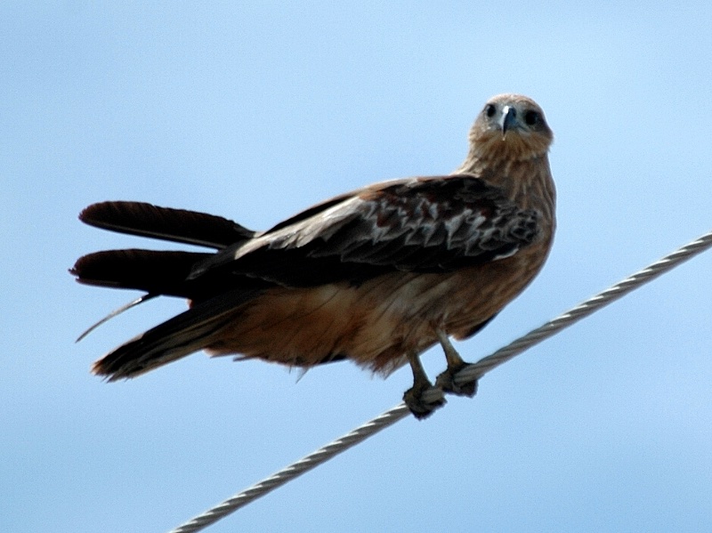 Birds of South East Asia