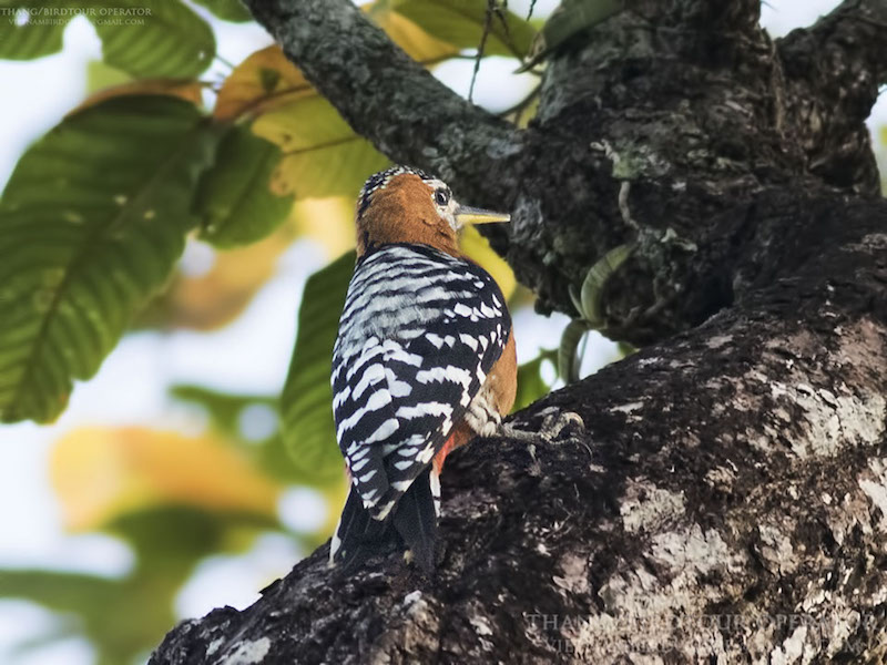 Birds of South East Asia