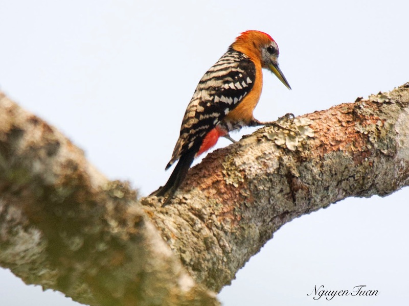 Birds of South East Asia