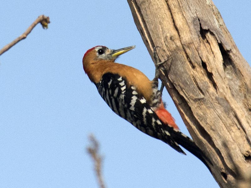 Birds of South East Asia