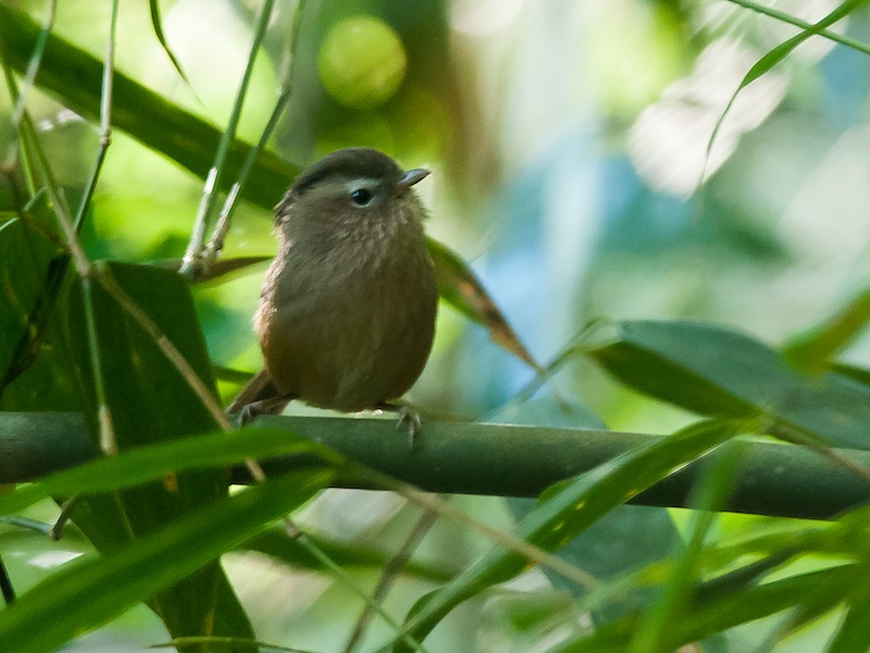 Birds of South East Asia