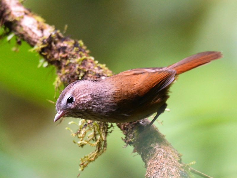 Birds of South East Asia