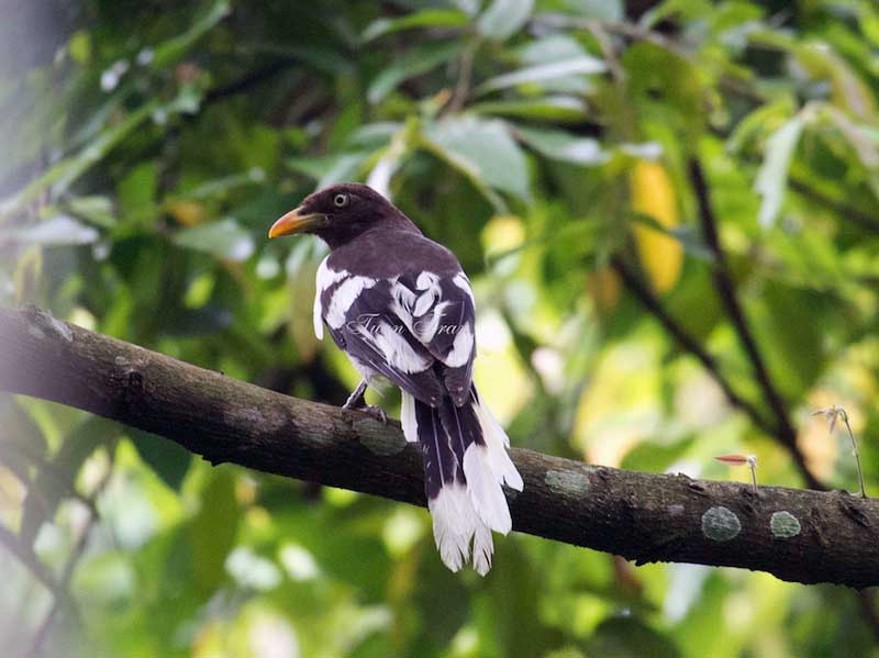 Birds of South East Asia