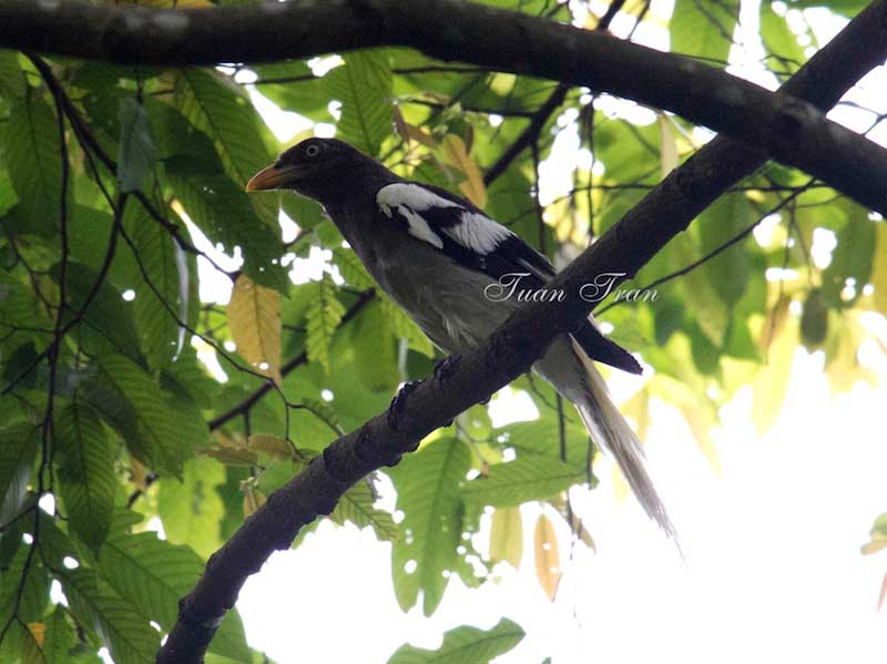 Birds of South East Asia