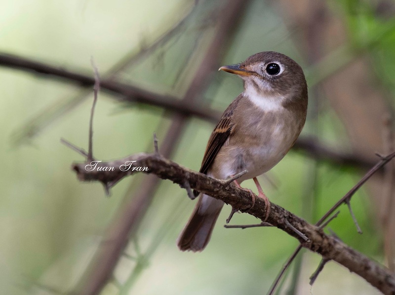 Birds of South East Asia