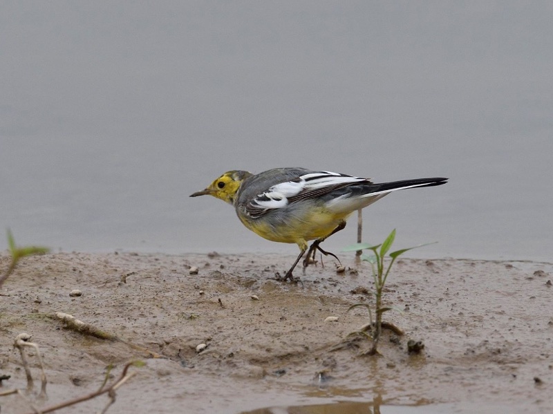 Birds of South East Asia