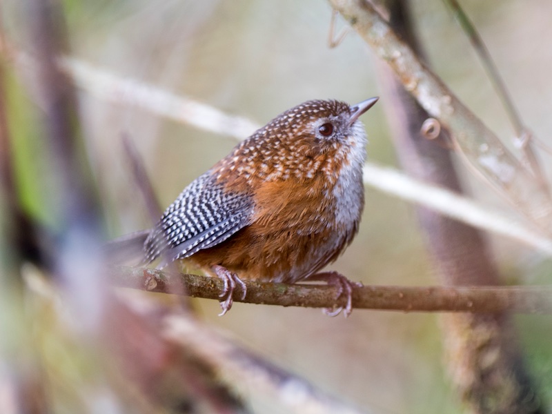 Birds of South East Asia