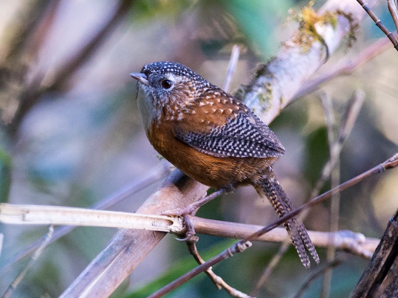 Birds of South East Asia