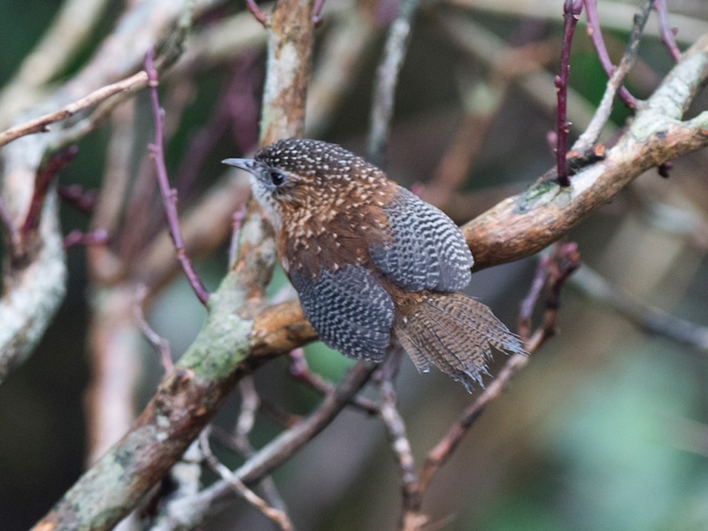 Birds of South East Asia