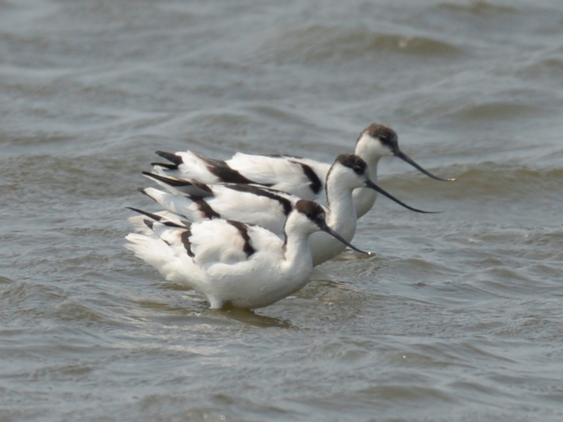 Birds of South East Asia