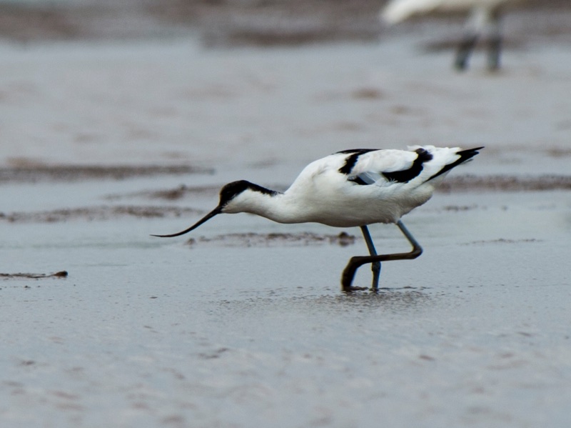 Birds of South East Asia