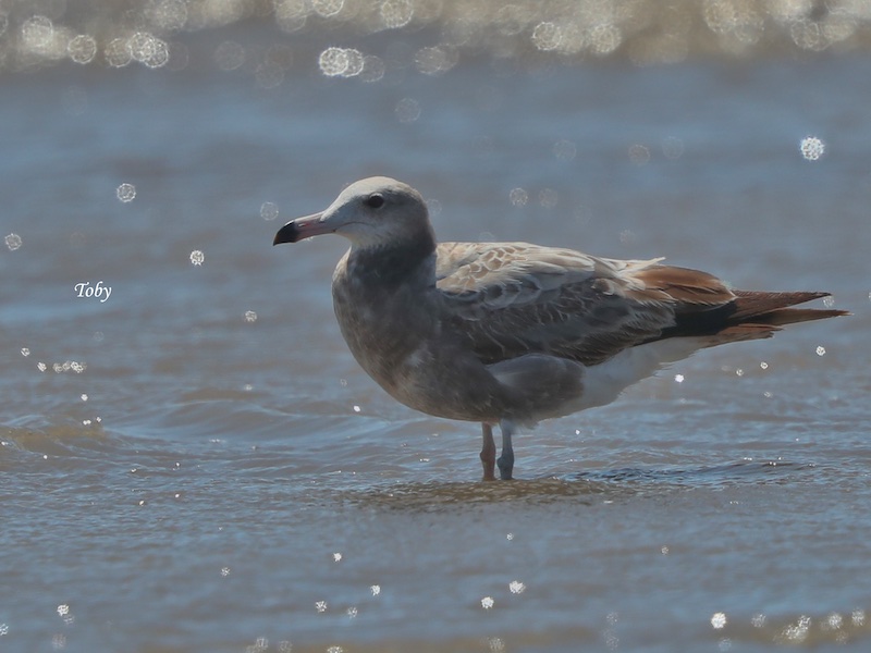 Birds of South East Asia