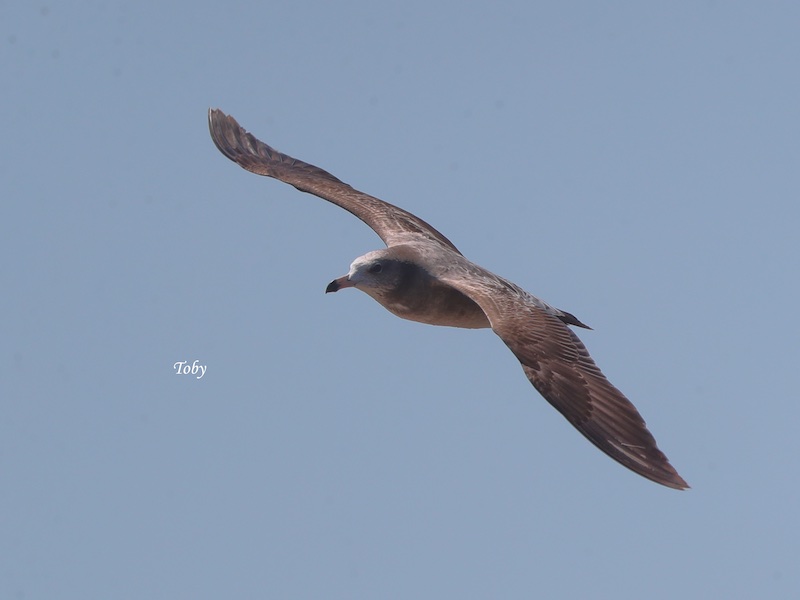 Birds of South East Asia