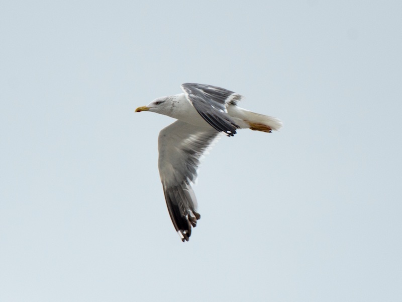 Birds of South East Asia
