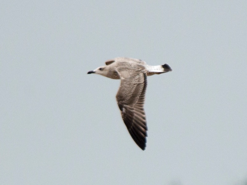Birds of South East Asia