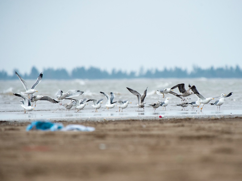 Birds of South East Asia