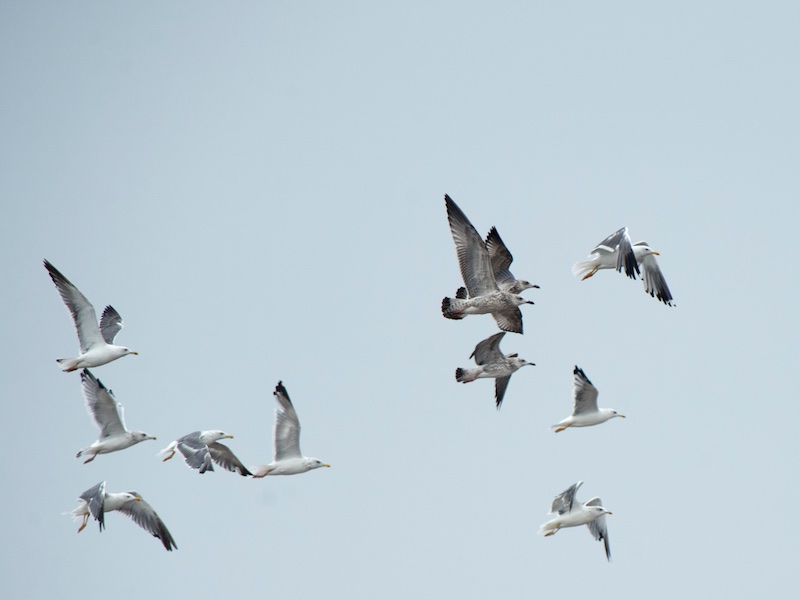 Birds of South East Asia